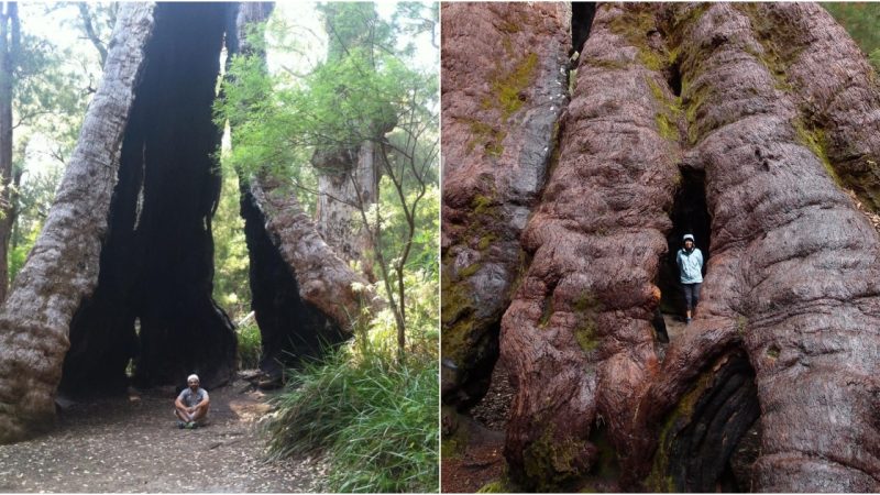 Discovering Ancient Giants: Exploring Southwest Australia’s 5000-Year-Old Red Tingle Trees