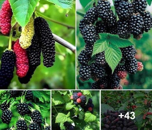 Exploring the Culinary and Nutritional Journey of Mulberries: Nature’s Sweet Treasures throughout History and Health Benefits