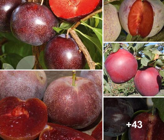 The Purple Plum: Exploring its Rich Heritage and Versatile Culinary Uses
