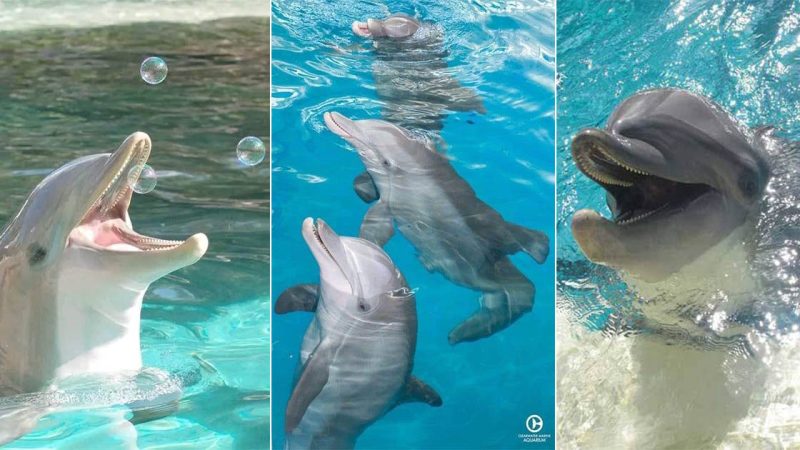 Whispers of the Waves: The Intimate Bonds of Dolphins