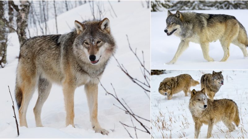 Exploring the Mystique of Wolves: Guardians of the Wild