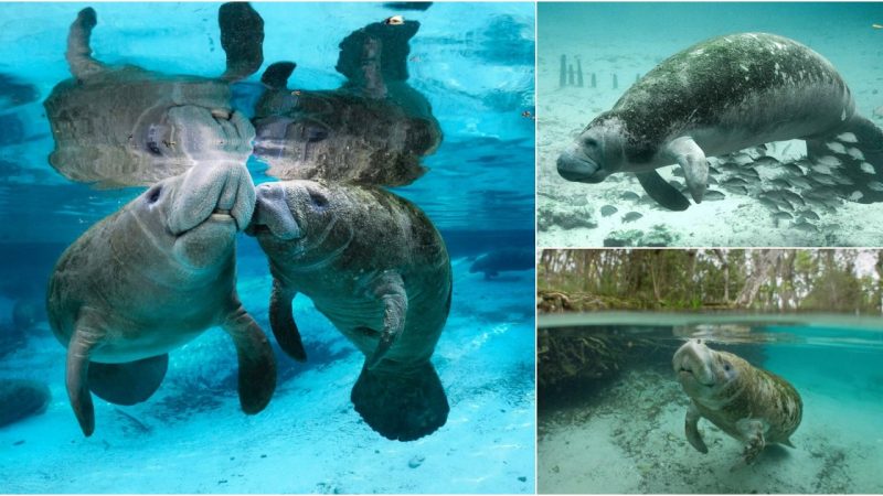 Manatees: Gentle Giants of the Sea