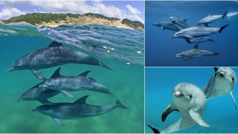 Indo-Pacific Bottlenose Dolphin: An Enigmatic Marine Marvel