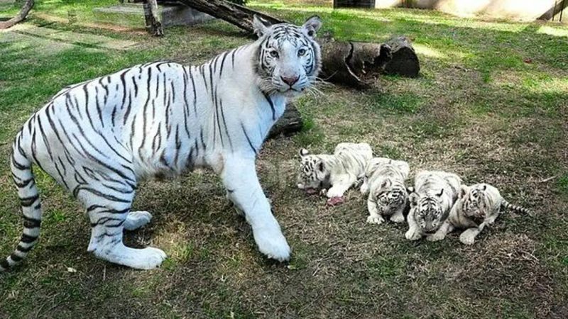 Aww!! Spanish show off Four new white tiger cubs in Bubalcó Zoo (Video)