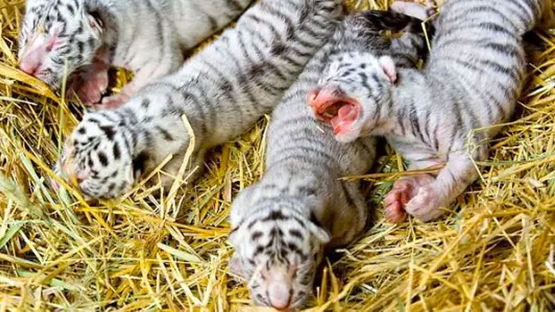 Cute! Four rare white Bengal tiger cubs/kittens born at Yalta Zoo (Video)