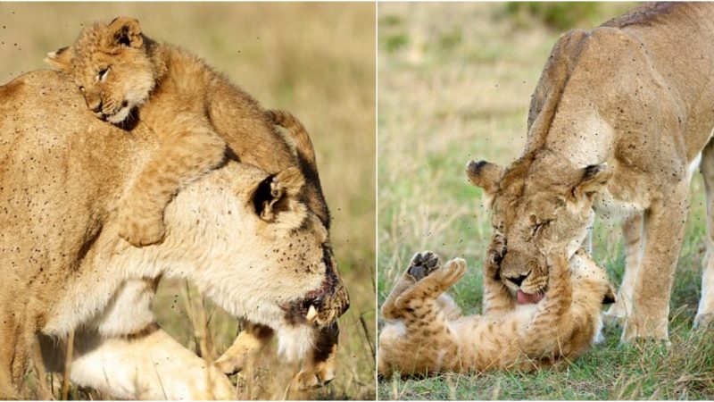 Heartbreaking Tale: The Loneliest Little Lion Finds Solace in Mother’s Embrace After Tragic Loss