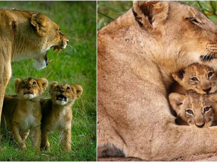 Tragic Loss: Lioness and Her 2 Cubs Killed While Eating A Meal Together