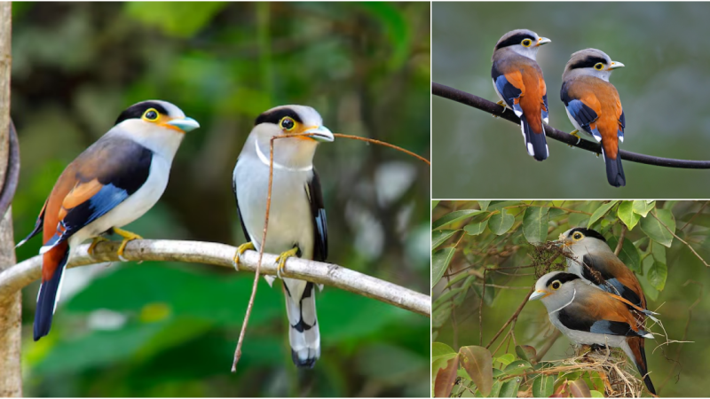 Discovering the Enchanting World of the Silver-Breasted Broadbill Bird