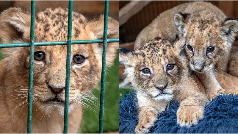 French Zoo Raided: Lions and Tigers Seized Amid Allegations of Exploitation