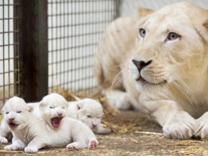 Meet Three Adorable 6-Day-Old Lion Cubs at Serengeti Park, Germany: Too Small and Cute  (Video)