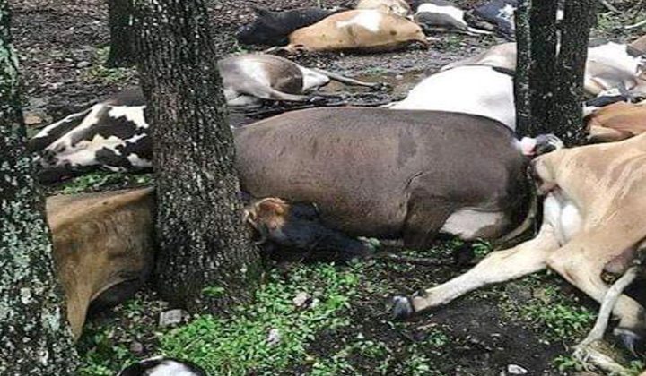 Farmer Finds Pasture Empty, Sees All 32 Dead Cows In One Big Pile