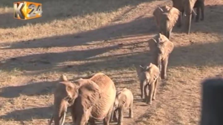 Heartbroken Elephants Mourn Their Baby in a Human-Like Funeral Procession