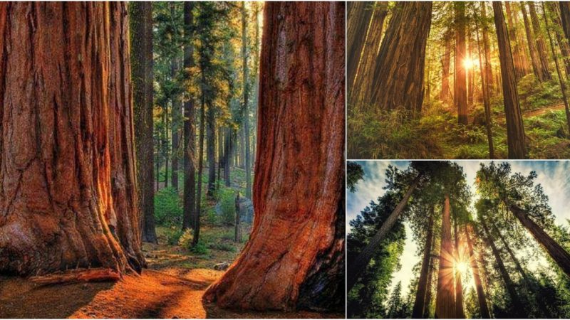 Majestic Sunrise Over California’s Redwood Forest: Nature’s Grandeur Unveiled