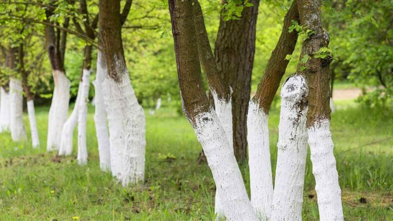 What’s the Reason Behind Painting Trees White