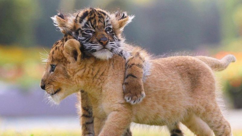 Heartwarming Friendship Between Lion and Tiger Cubs at Japanese Zoo Captivates the World